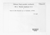 Puccinia recondita image